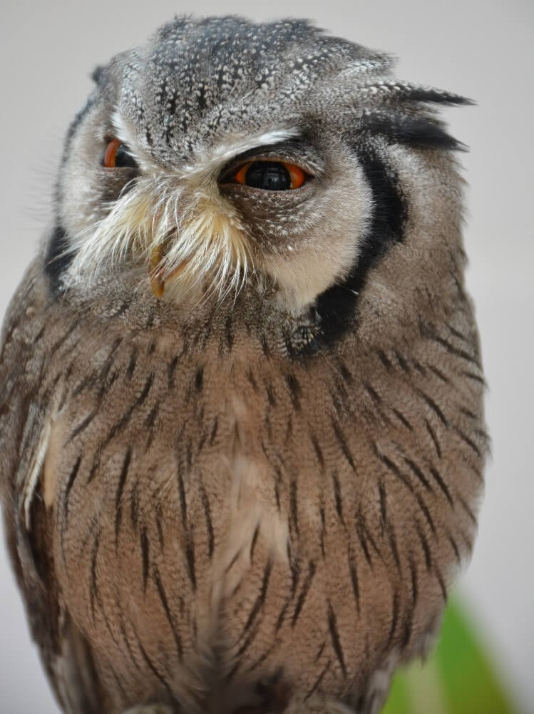 富士花鳥園 アフリカオオコノハズクのポンちゃん