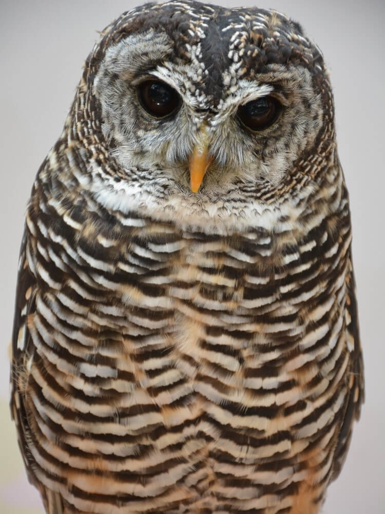 アカアシモリフクロウのポケちゃん