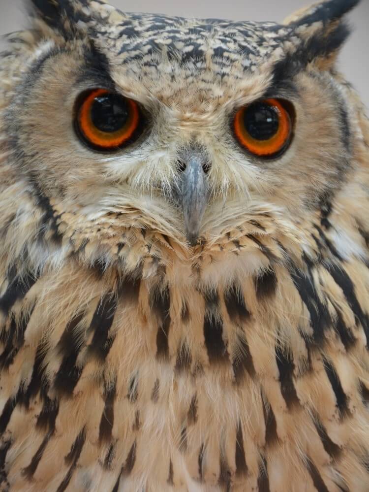 富士花鳥園