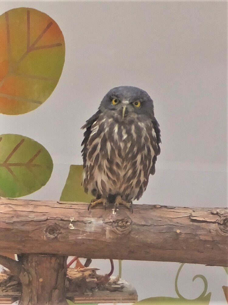 富士花鳥園 アオバズクのナツハちゃん