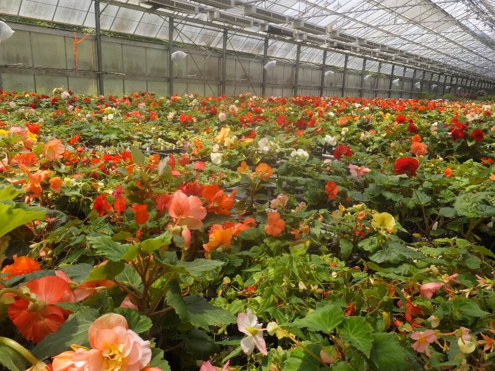 花の生産場