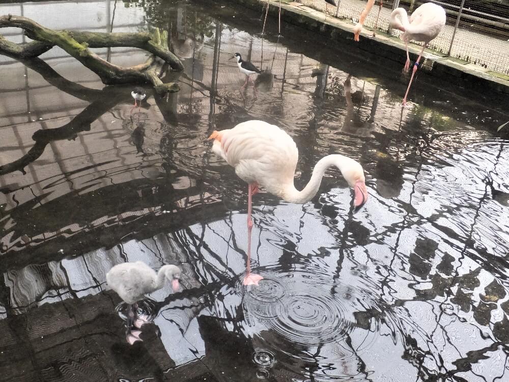 富士花鳥園 ちびっ子フラミンゴの毛づくろい