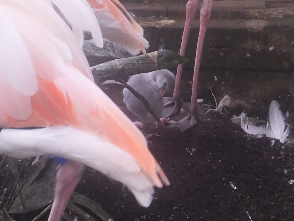 富士花鳥園 赤ちゃんフラミンゴ