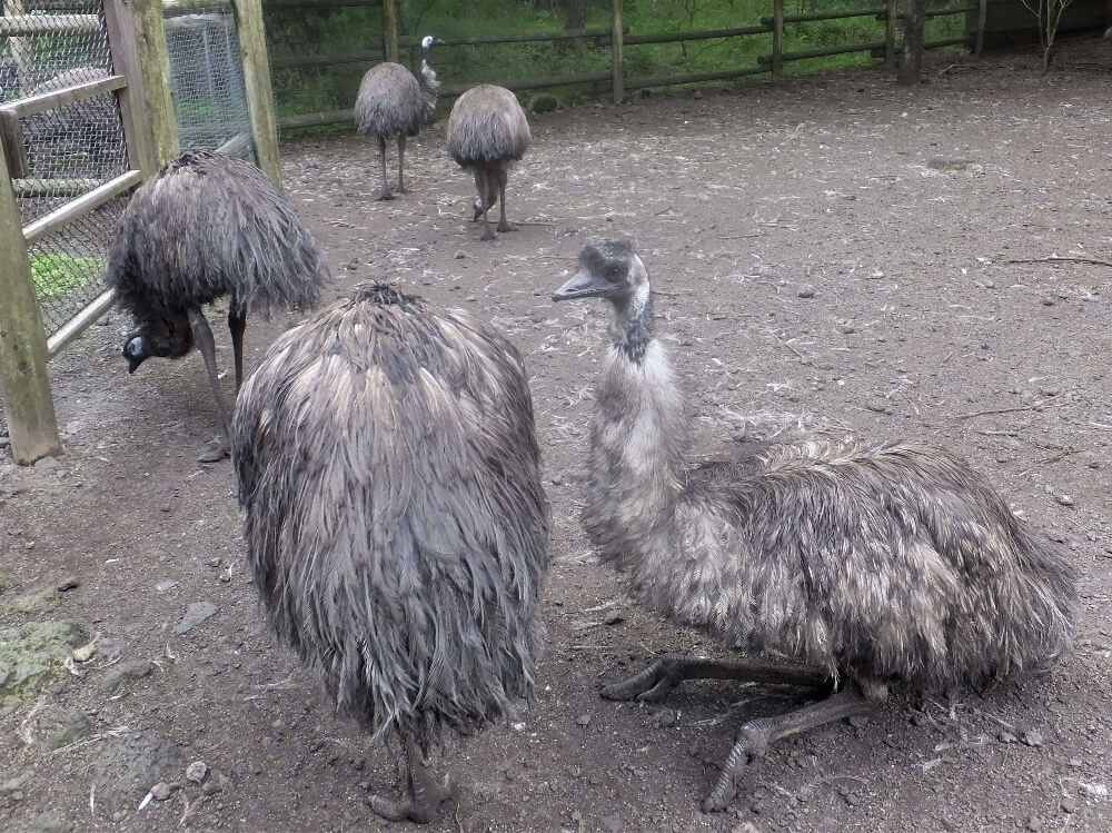 富士花鳥園 エミュー牧場