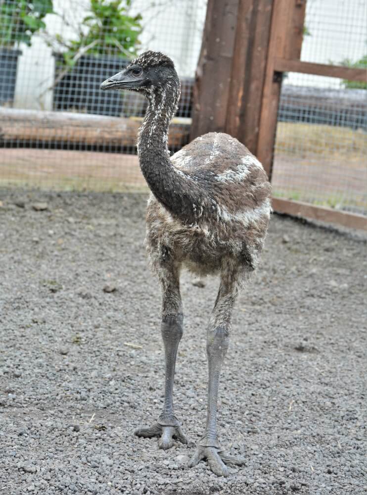 ちびっ子エミュー