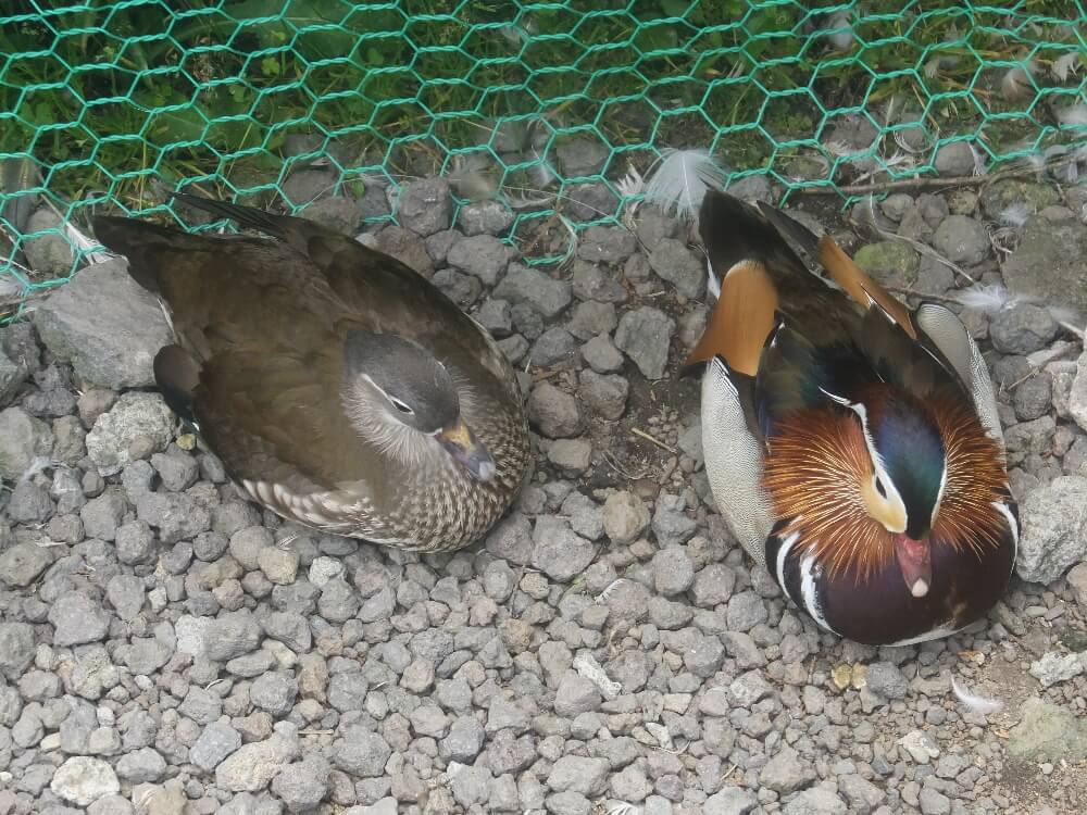コールダック