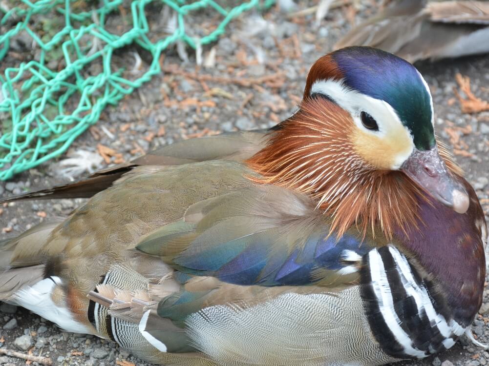 コールダック