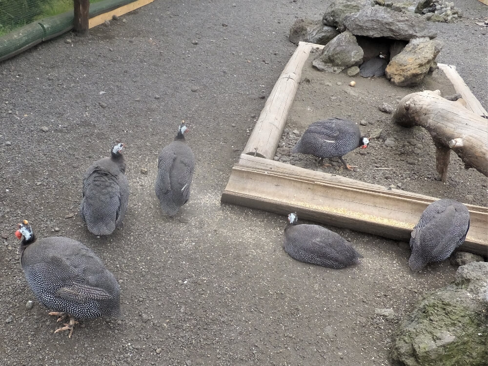 ホロホロ鳥