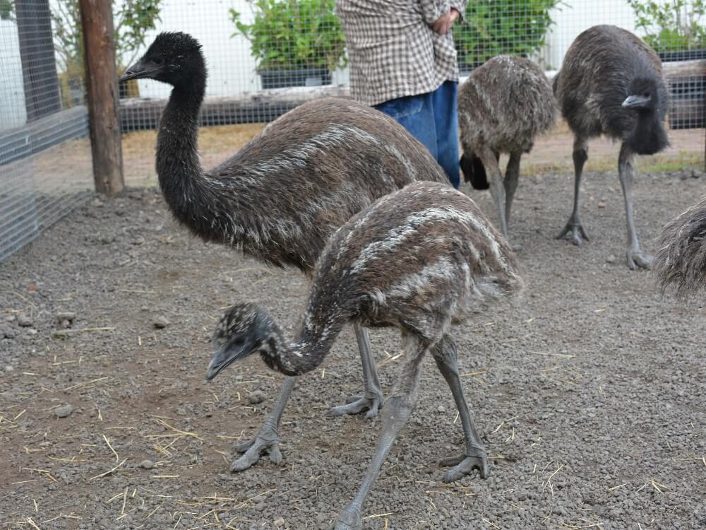 富士花鳥園 うり坊柄のエミュー