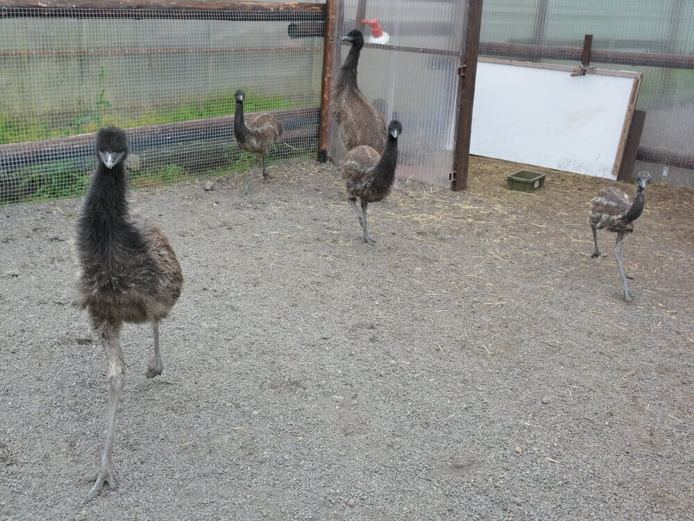 富士花鳥園 エミューの幼稚園