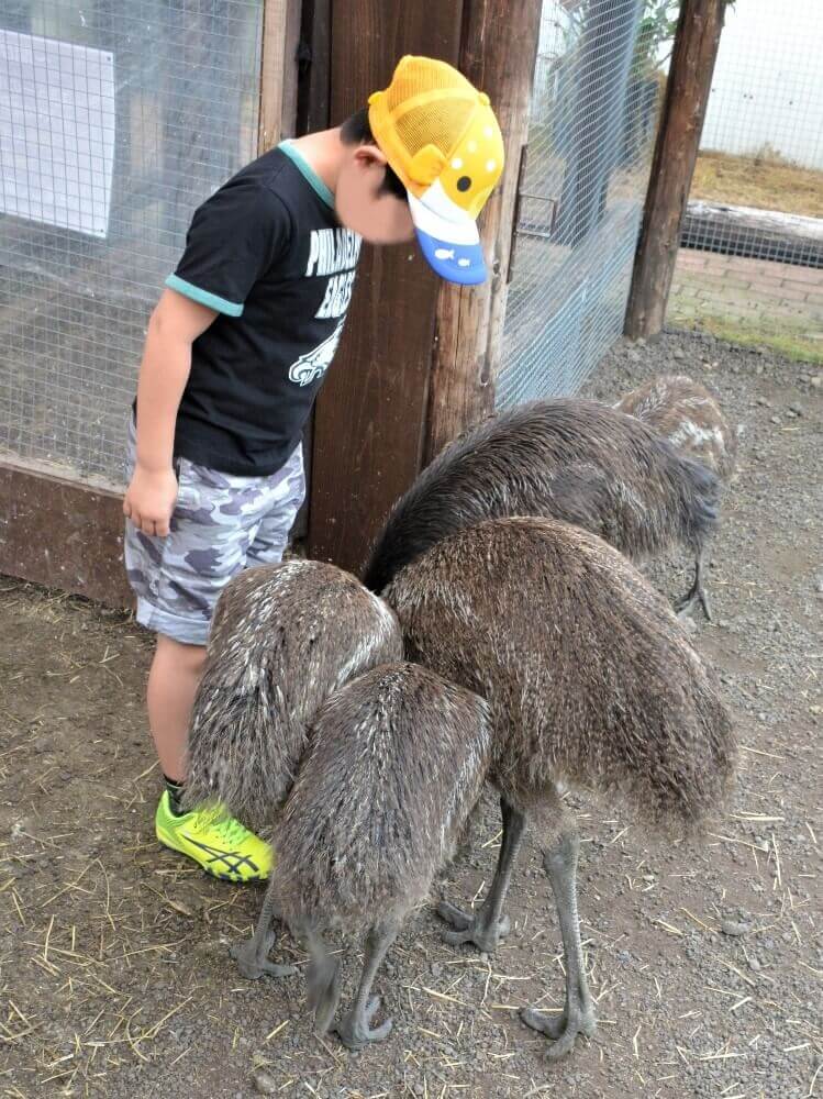 富士花鳥園 エミューのヒナ