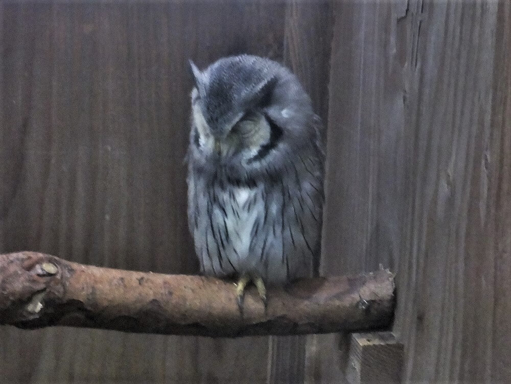 富士花鳥園 アフリカオオコノハズクのトトロちゃん