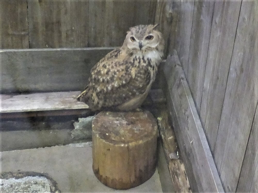 富士花鳥園 フクロウ界の見返り美人