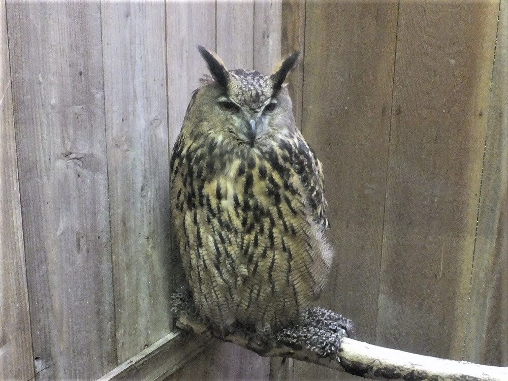 ワシミミズクのビャッコちゃん