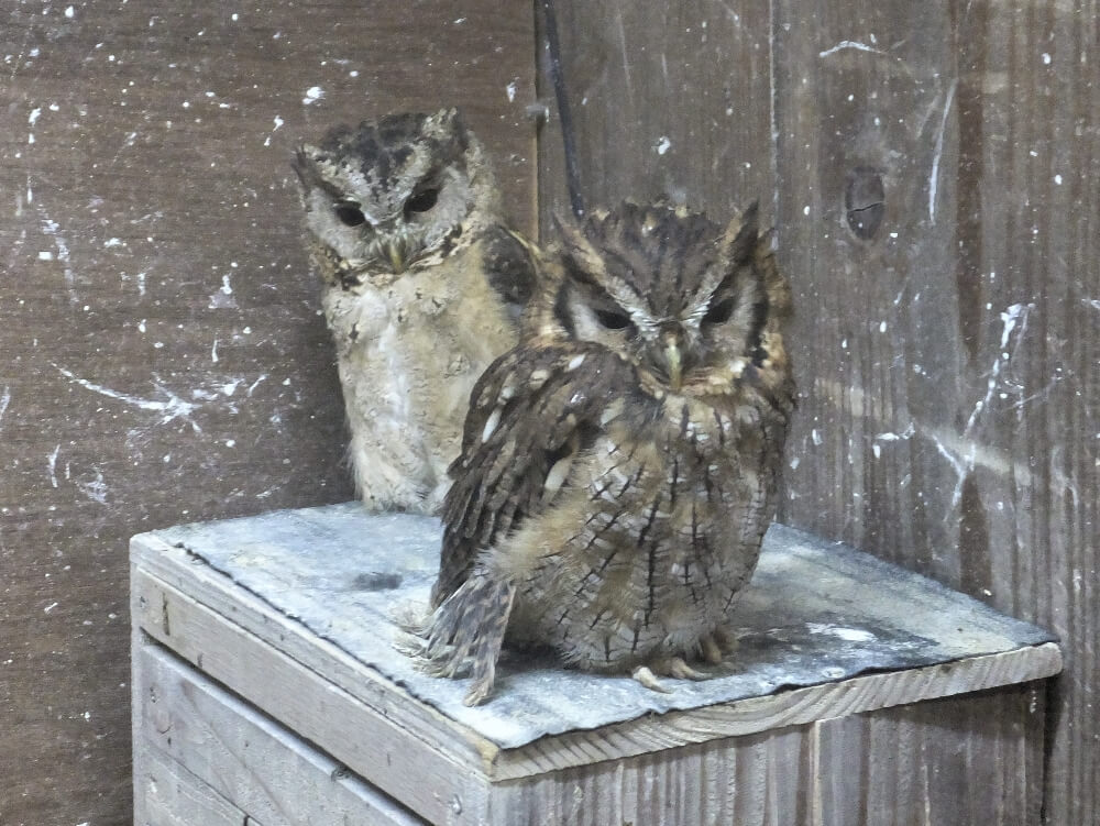 富士花鳥園