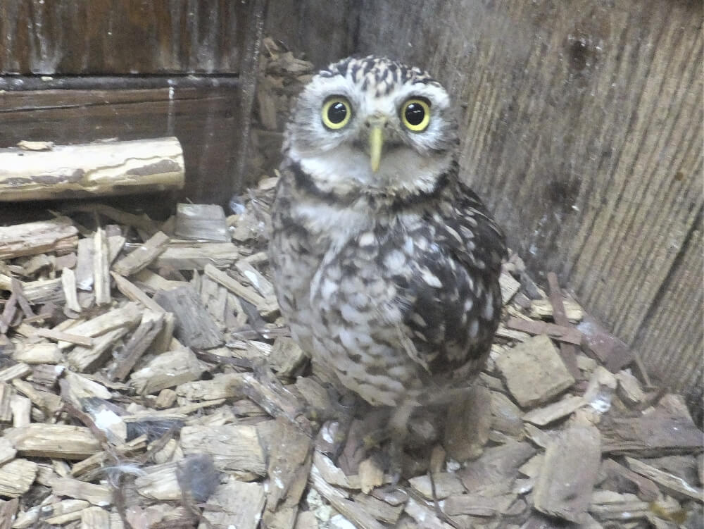 富士花鳥園 アナホリフクロウのモエちゃん