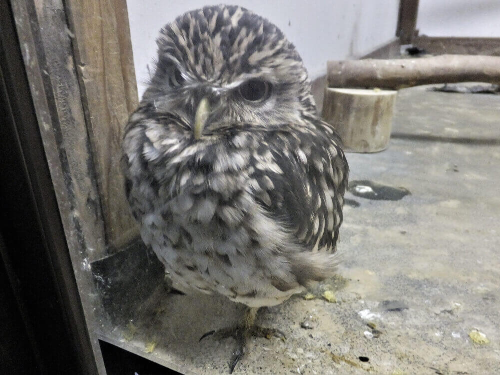 アナホリフクロウのエルモちゃん
