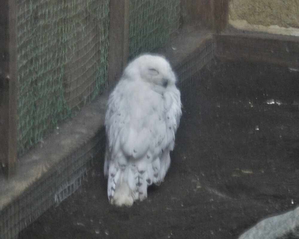 富士花鳥園 シロフクロウのノゾミ君