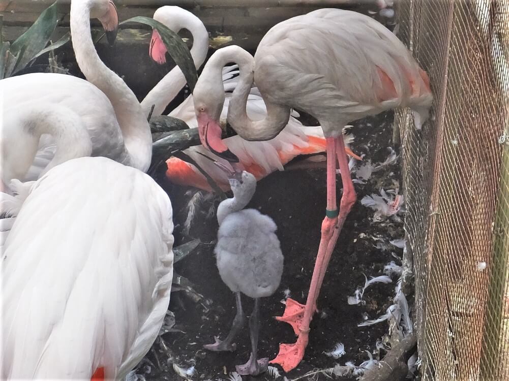 富士花鳥園 ヨーロッパフラミンゴ