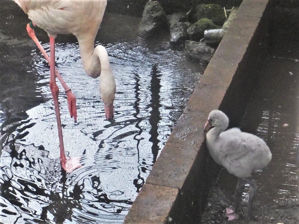 富士花鳥園 写真ギャラリー 富士宮で 観る 富士山ぽ 富士花鳥園 写真ギャラリー 富士宮で 観る 富士山ぽ