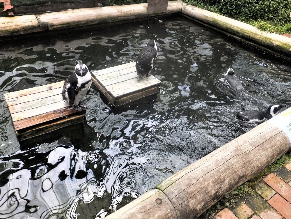 富士花鳥園 ペンギンプール