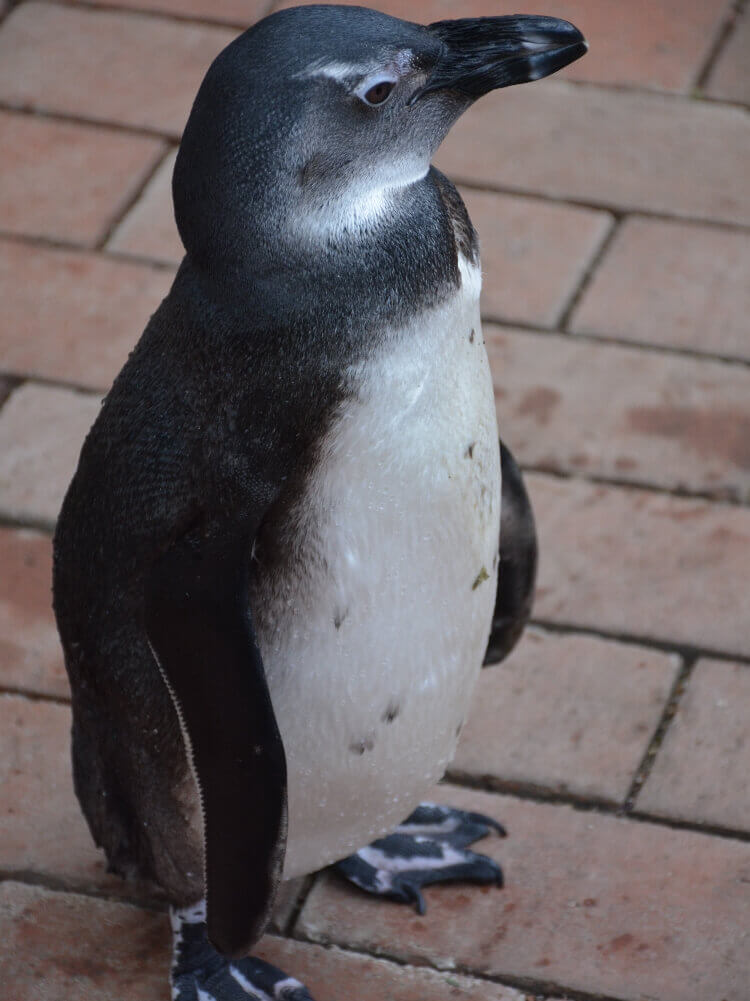 ケープペンギンのしずくちゃん
