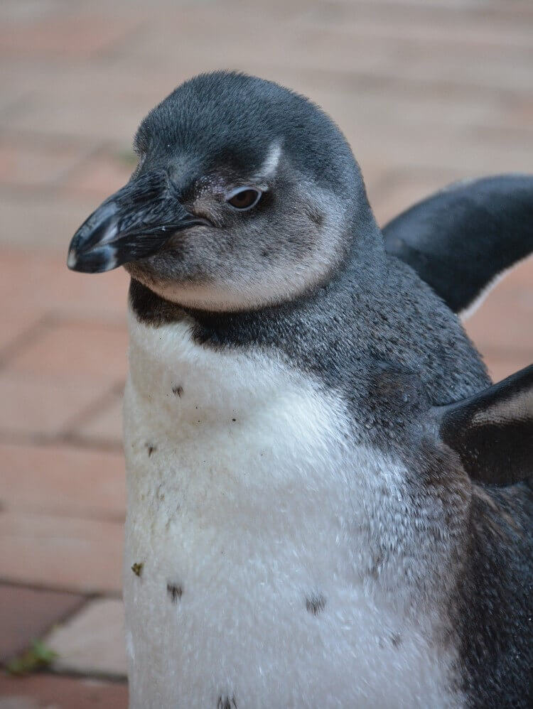 富士花鳥園 ケープペンギンのしずく君