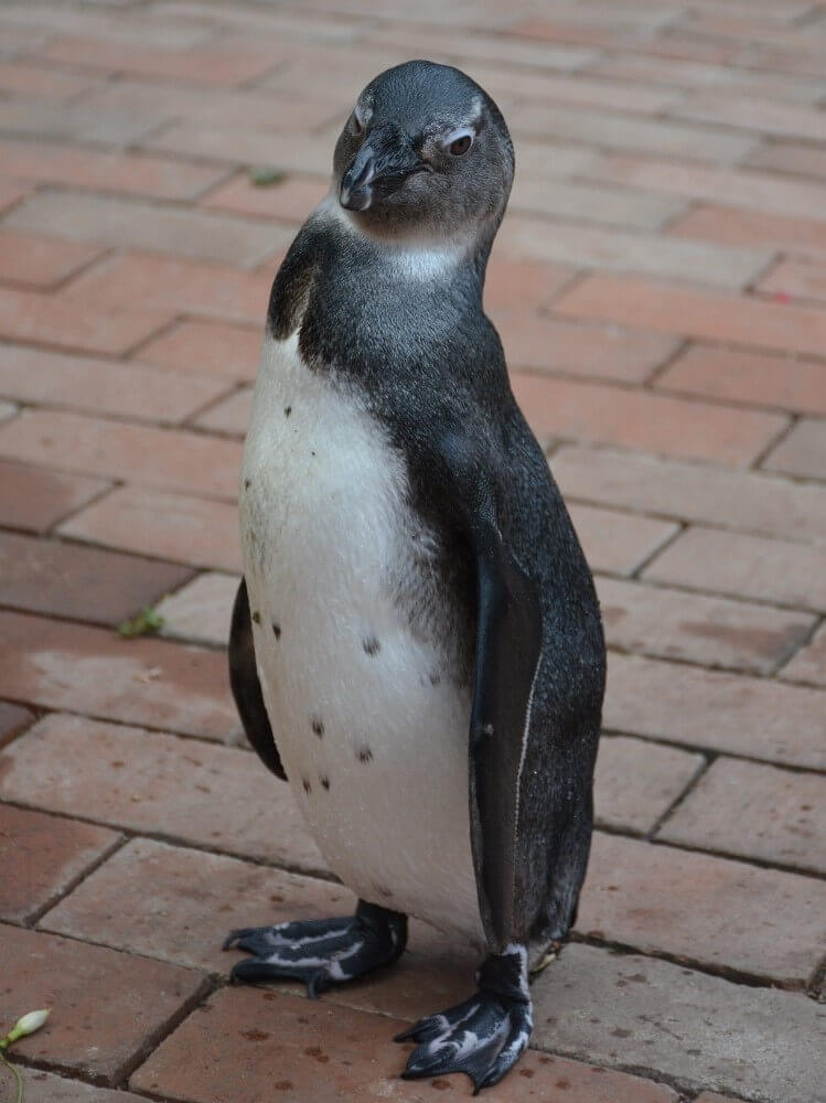 ケープペンギンのしずくちゃん