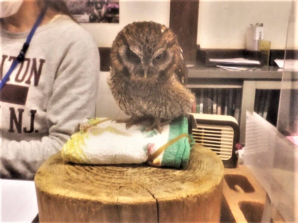 富士花鳥園 スピックス･コノハズクのポッキー君