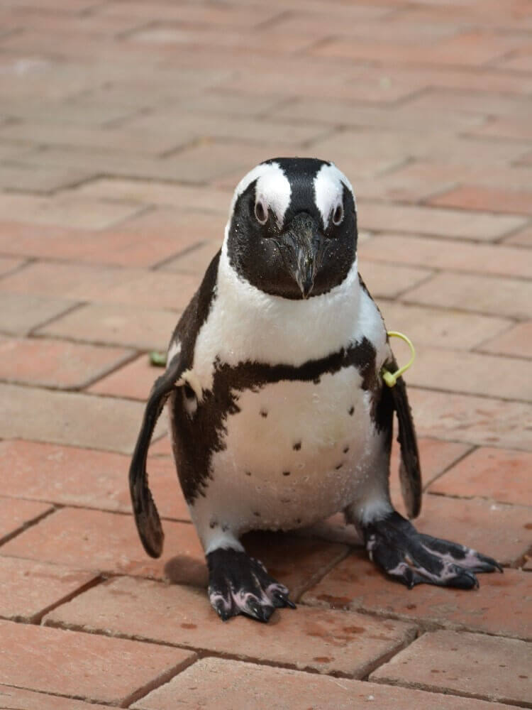 富士花鳥園 ケープペンギンのルカ君