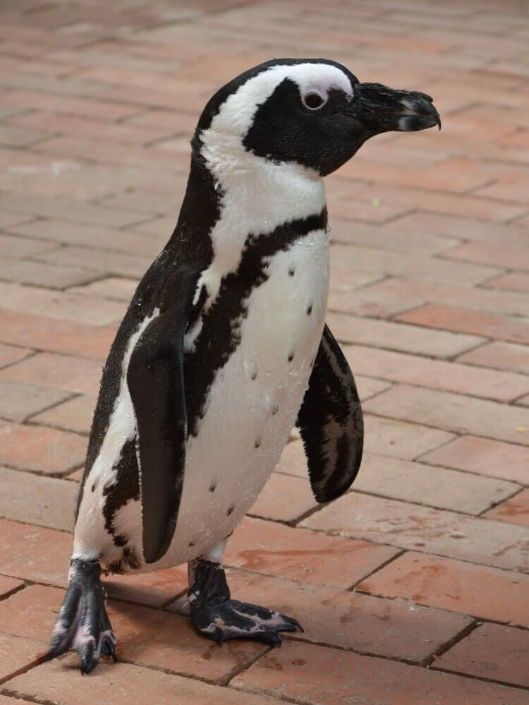 ケープペンギンのルカ君