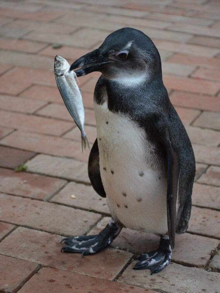 ケープペンギンのしずくちゃん