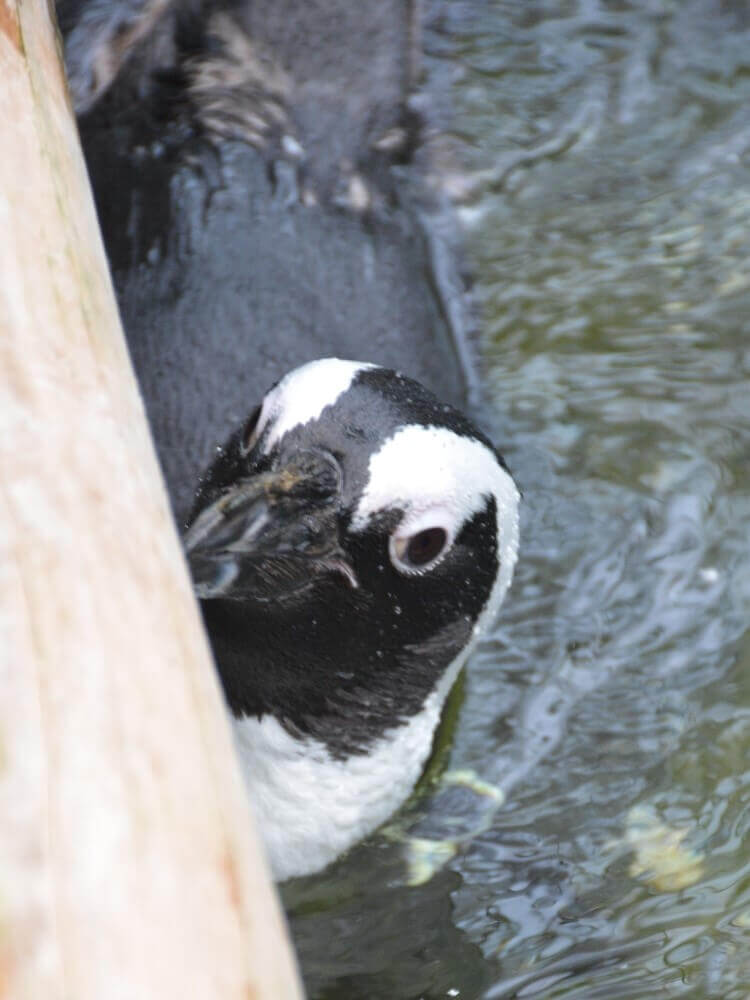 富士花鳥園  ケープペンギンのルカ君