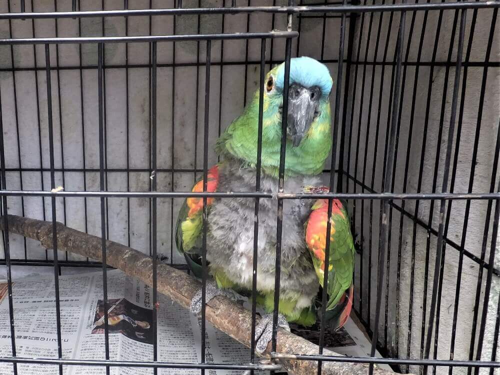 富士花鳥園 アオボウシインコのあーちゃん