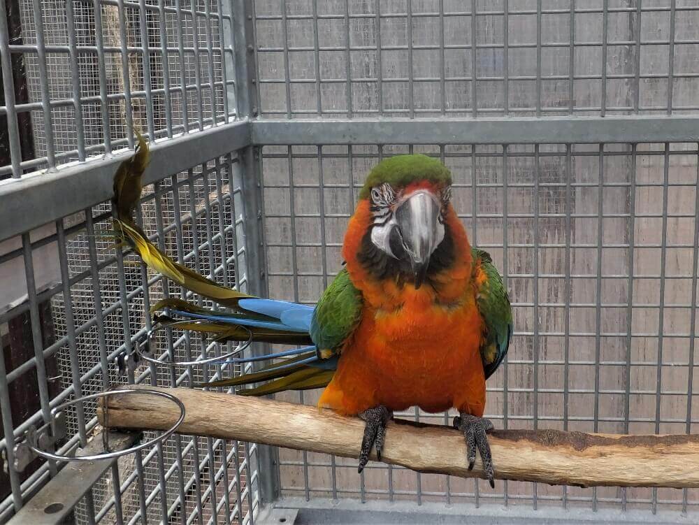 ハルクインコンゴウインコのハルちゃん