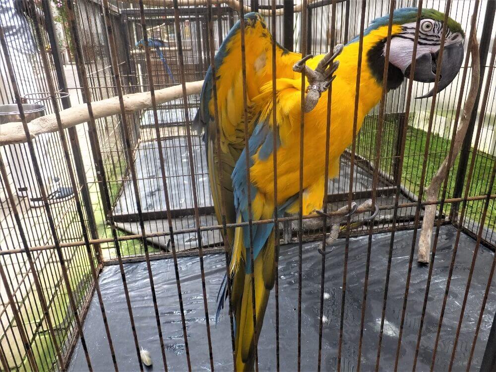 ルリコンゴウインコ