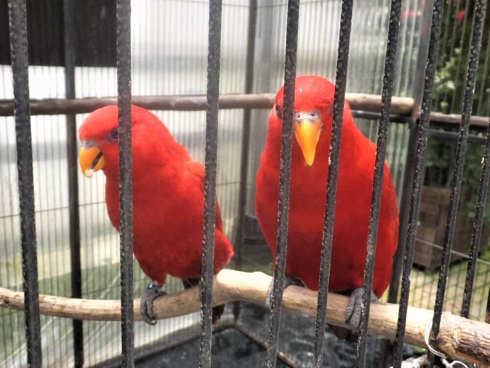 富士花鳥園