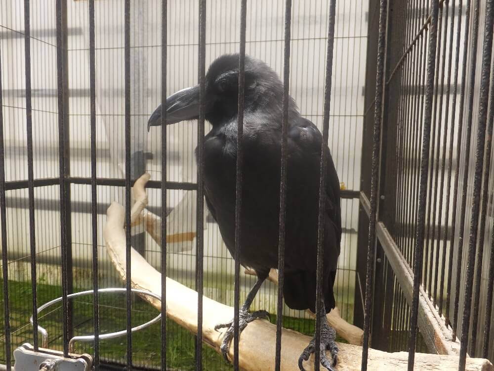 ハシブトガラスのナズナちゃん