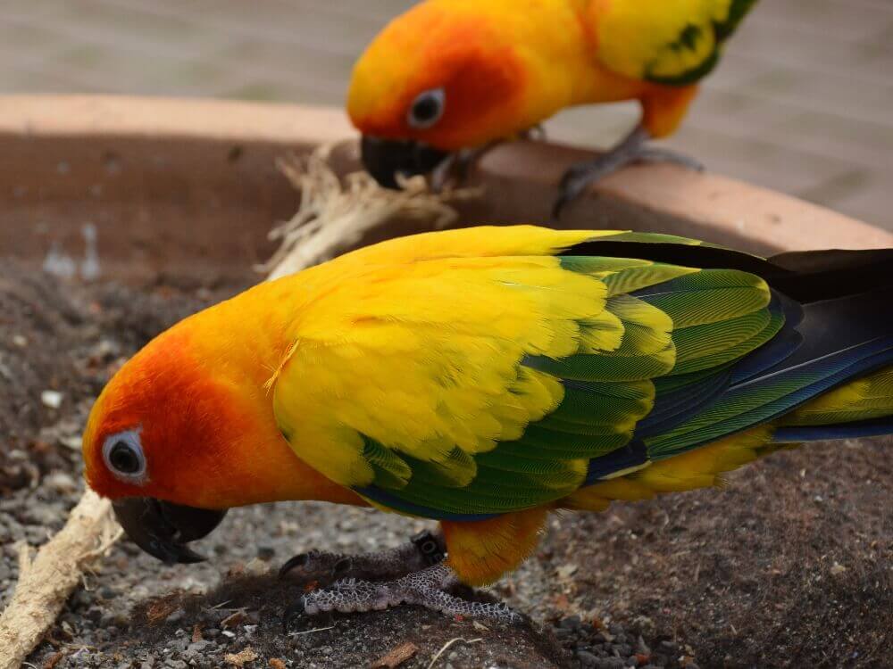 コガネメキシコインコ