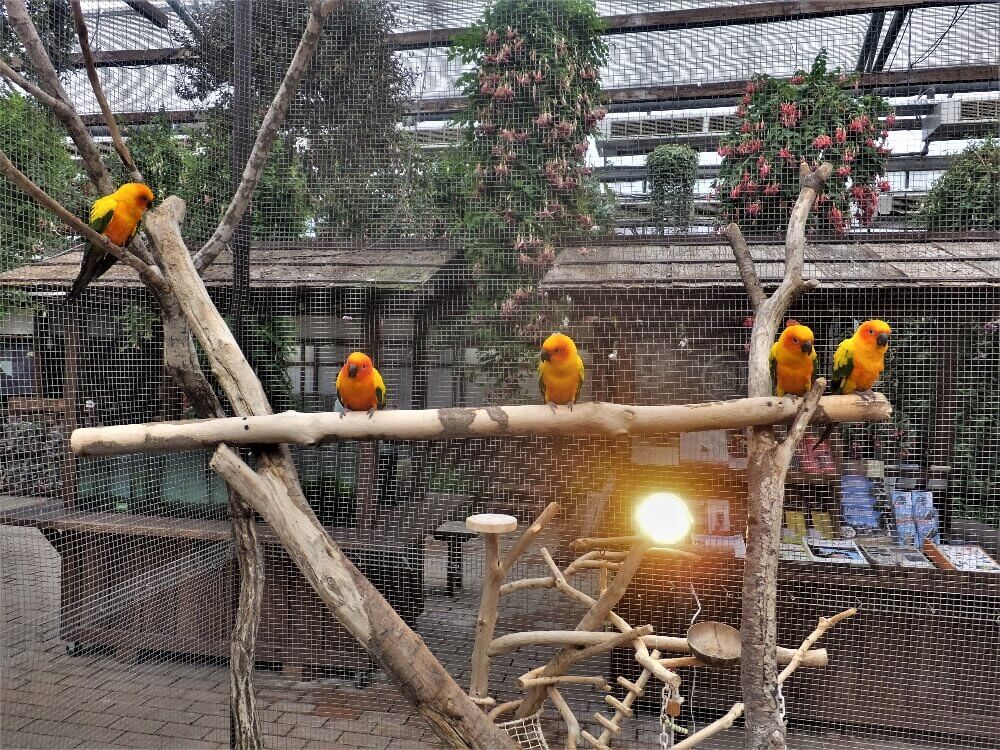 コガネメキシコインコ