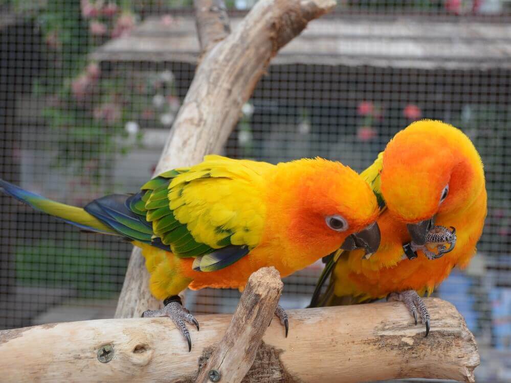 コガネメキシコインコ