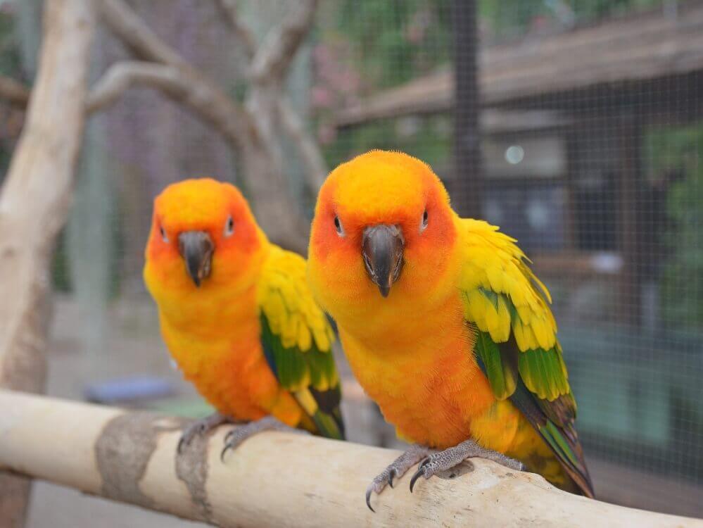 コガネメキシコインコ