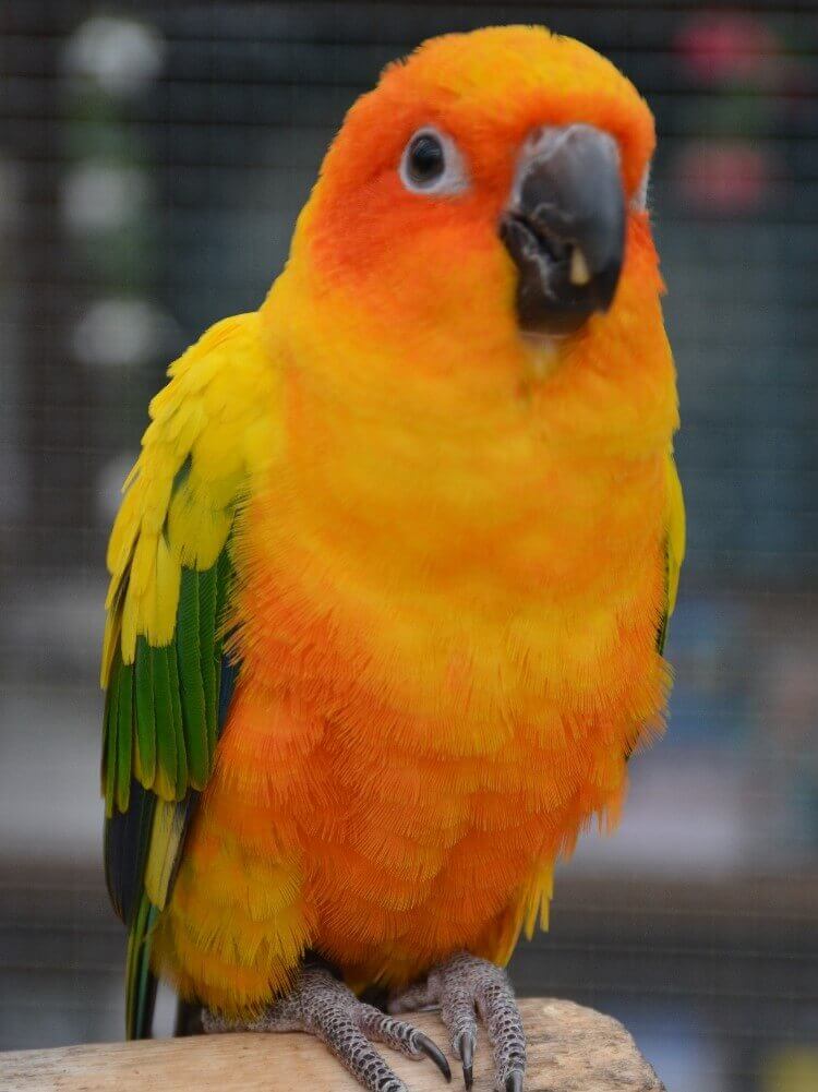 コガネメキシコインコ