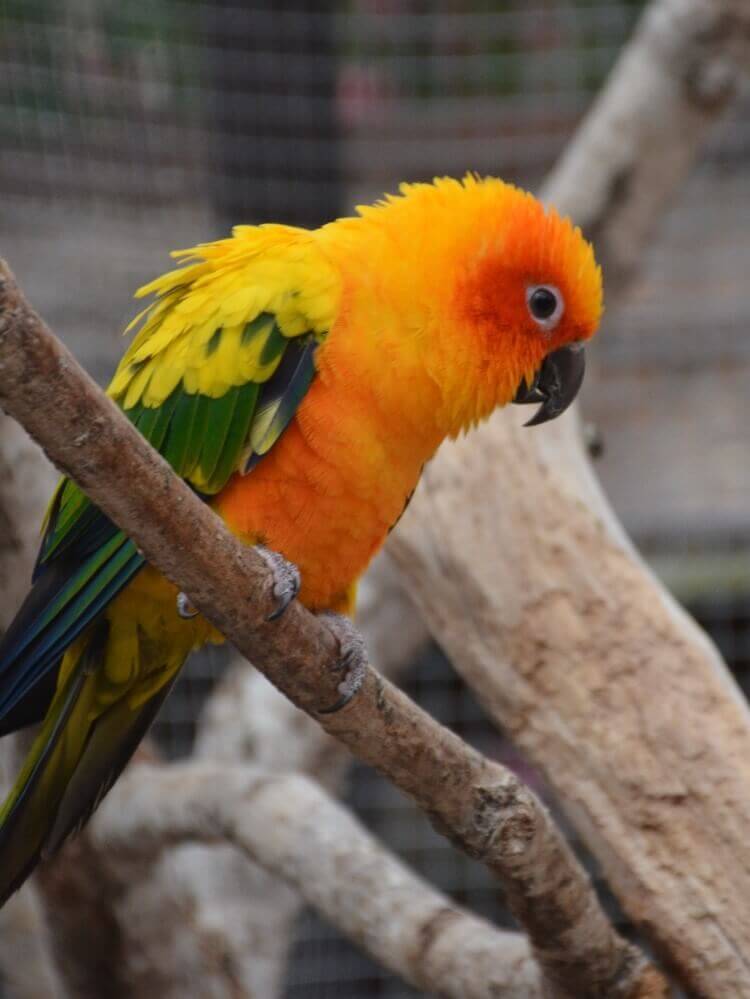 コガネメキシコインコ
