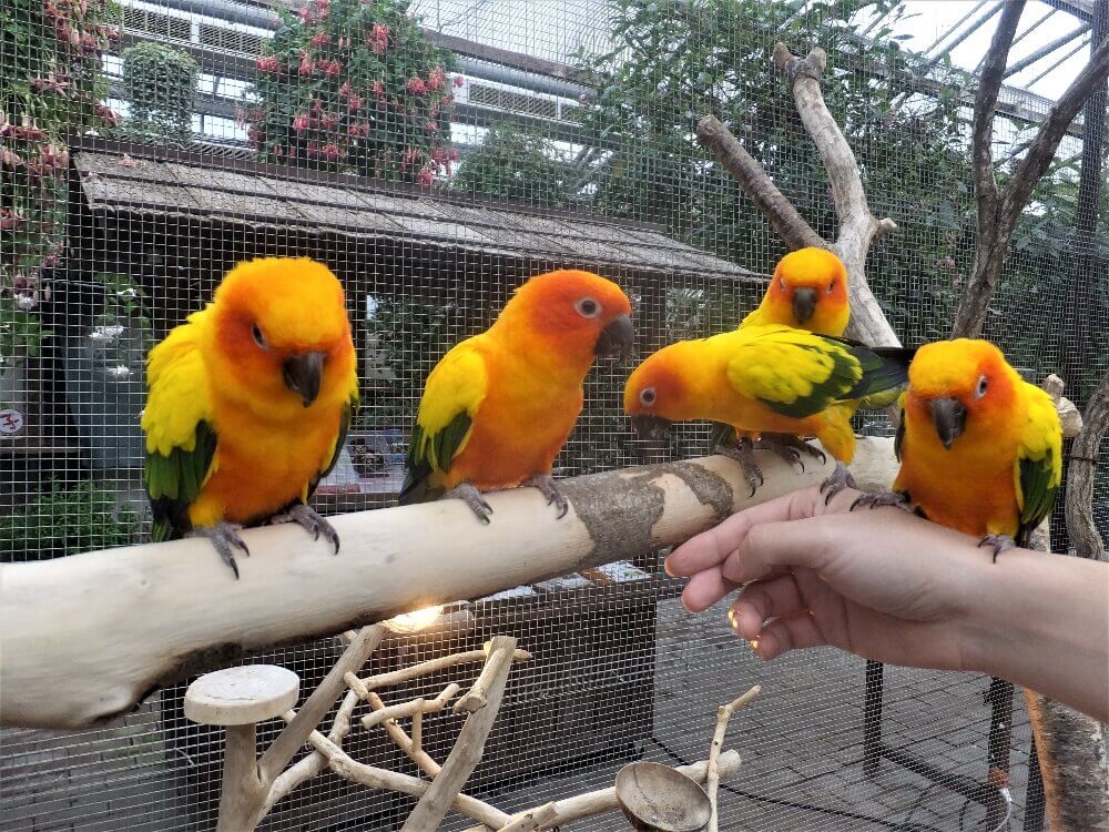 富士花鳥園 コガネメキシコインコ