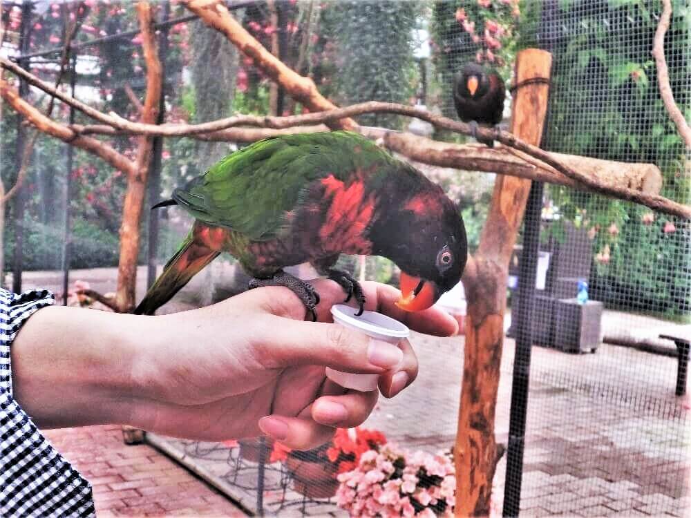 富士花鳥園 ゴシキセイガイインコ