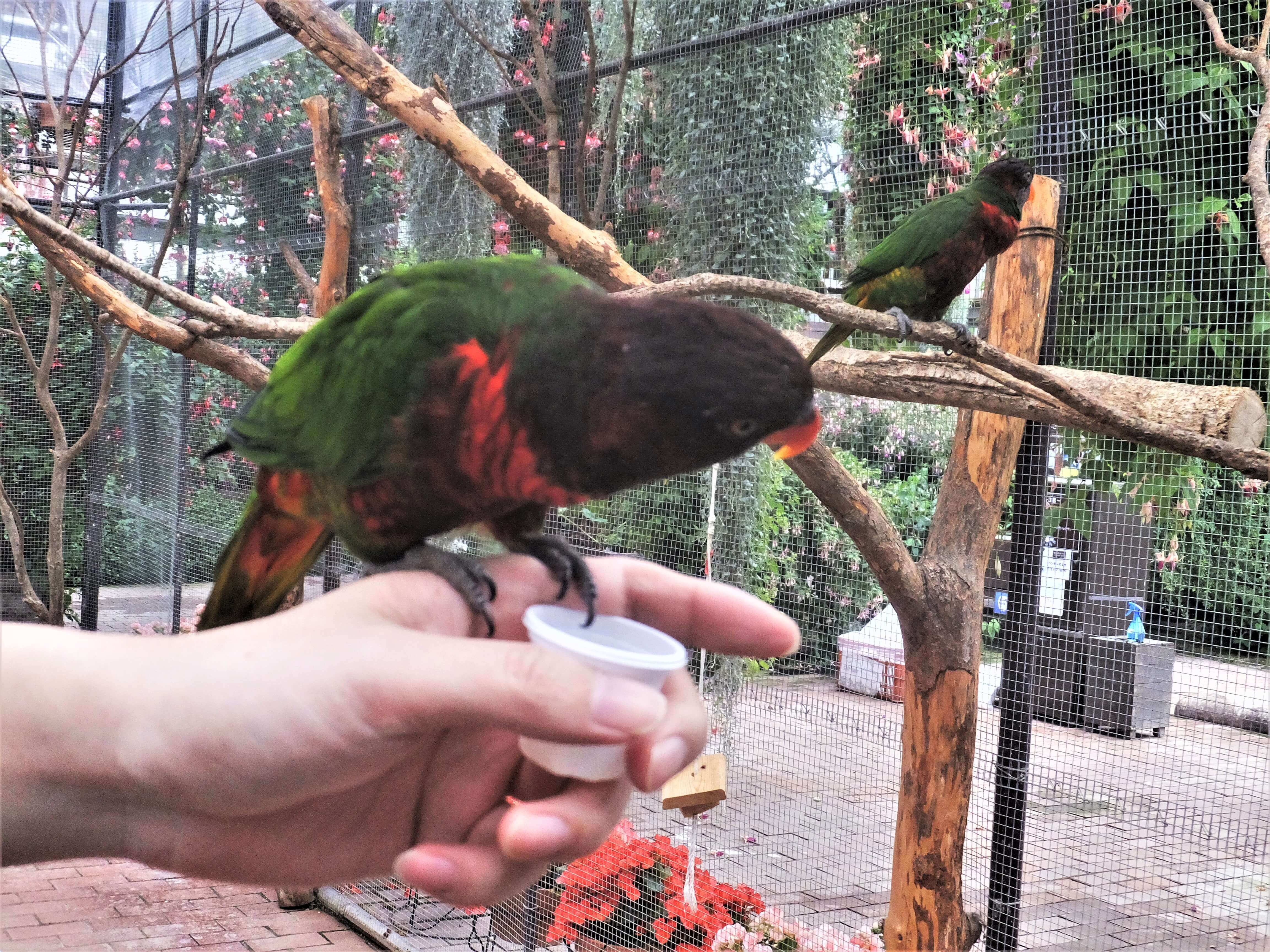 富士花鳥園 ゴシキセイガイインコ