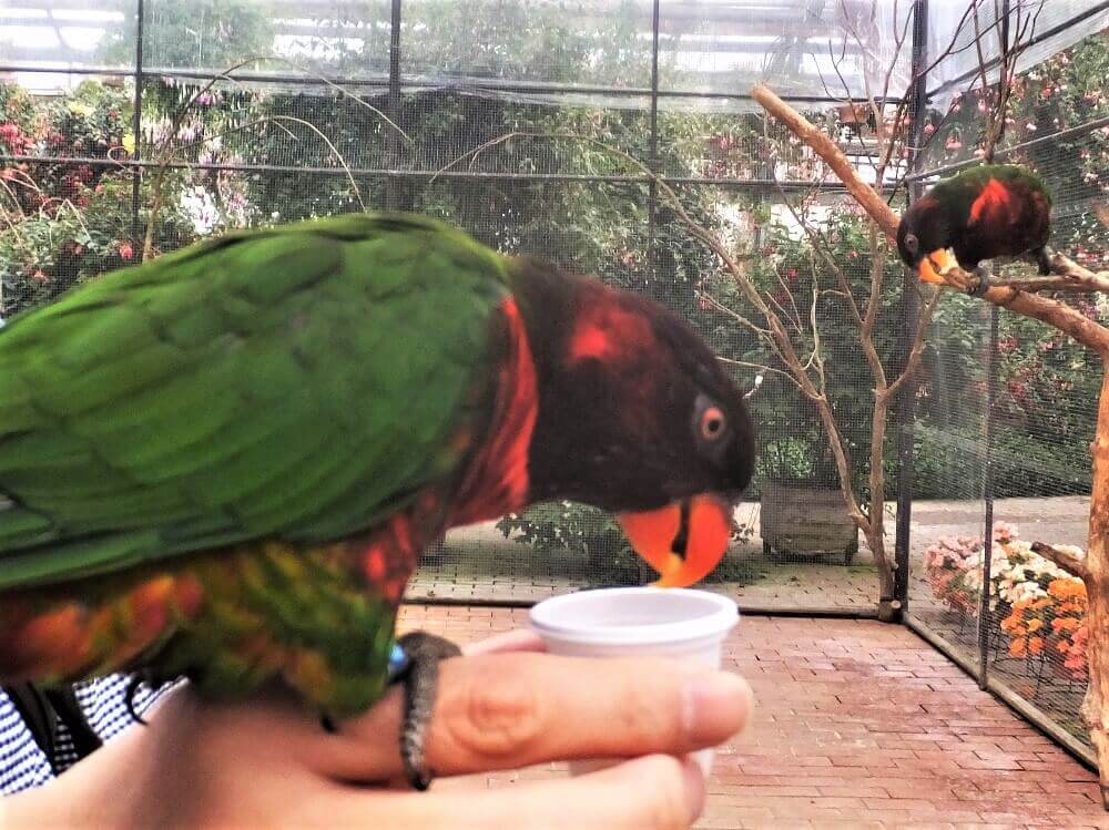 富士花鳥園 ゴシキセイガイインコ