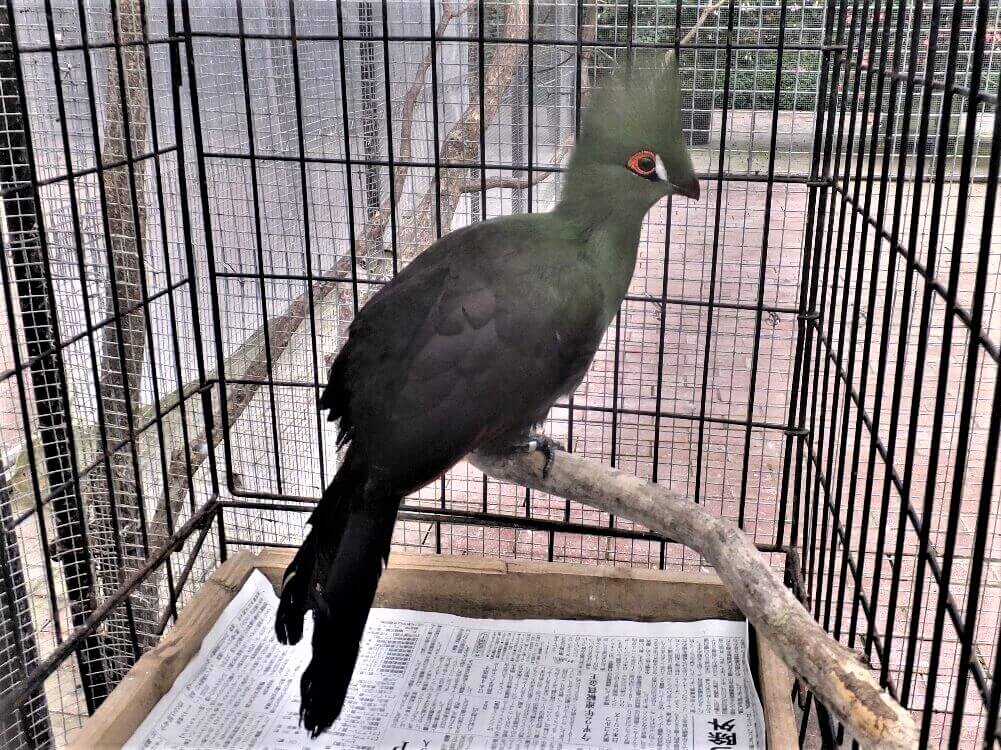 ギニアエボシドリ