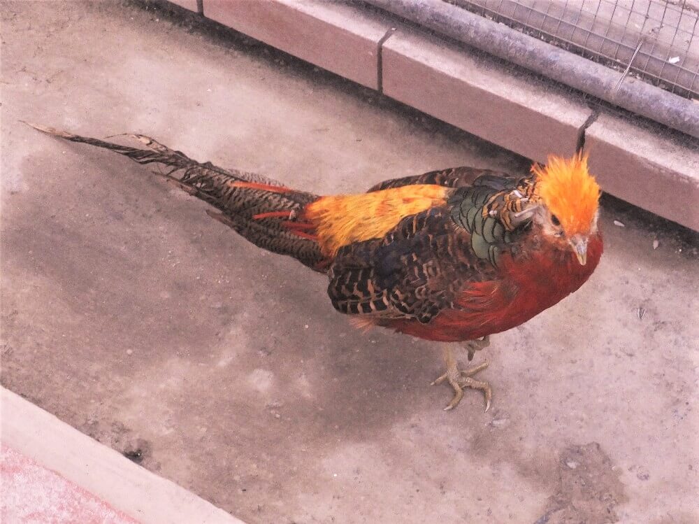 富士花鳥園 キンケイの雄